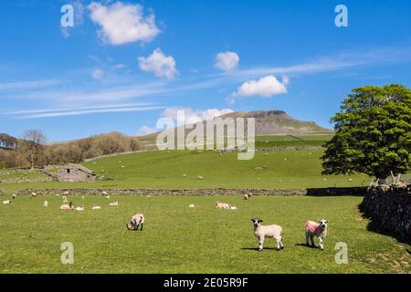 Scène de campagne de Pennine en dessous de Pen-y-ghent avec des moutons et des agneaux paître. Horton-in-Ribblesdale Yorkshire Dales National Park North Yorkshire Angleterre Royaume-Uni Banque D'Images