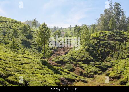 Champs de plantation de thé à Munnar, Inde Banque D'Images