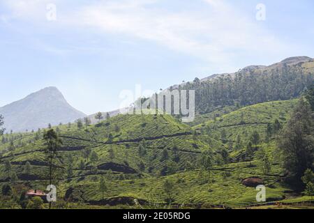 Champs de plantation de thé à Munnar, Inde Banque D'Images