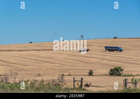 Paysage rural. Champs de culture de soja. Technique sans labour dans le sud du Brésil. Zone de culture du grain. Ensemencement. Pampa biome. Préparation du champ de culture Banque D'Images