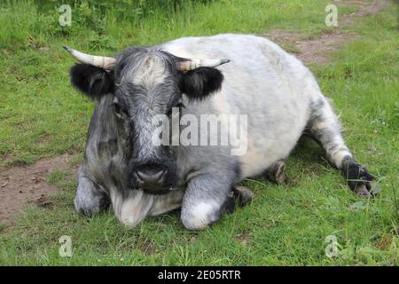 Shorthorn Blue Grey Cow, Hutton Roof Crags nature Reserve, Cumbria, Royaume-Uni Banque D'Images