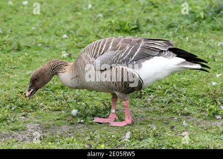 OIE à pieds roses (Anser brachyrhynchus) en pâturage Banque D'Images