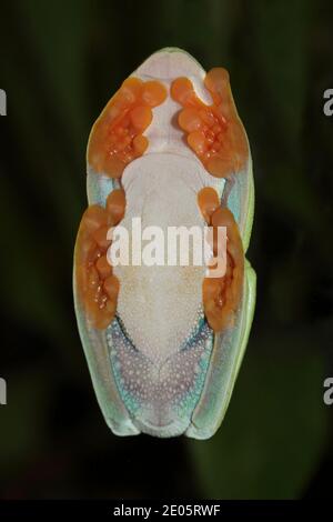 Treefrog à yeux rouges Agalychnis callidryas - vue ventrale montrant la ventouse comme adaptation des pieds Banque D'Images