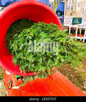 Un arbre de Noël qui vient d'être vendu en étant mis à travers une machine à filet pour que l'arbre puisse être ramené plus facilement à la maison. Banque D'Images