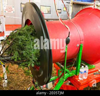 Vue latérale d'un arbre de Noël récemment acheté passant par une machine à filet rouge pour que l'arbre puisse être ramené à la maison pour les vacances. Banque D'Images