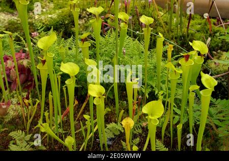 Sarracenia flava, pichet jaune Banque D'Images