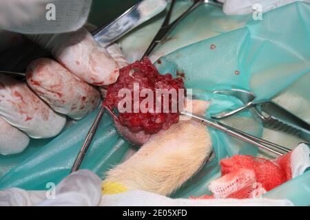 Un chirurgien vétérinaire enlève une tumeur de sous la queue D'un chiot de retraite du Labrador Banque D'Images