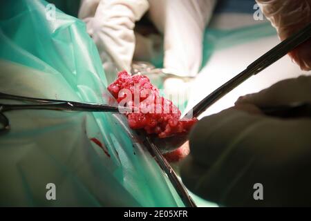 Un chirurgien vétérinaire enlève une tumeur de sous la queue D'un chiot de retraite du Labrador Banque D'Images