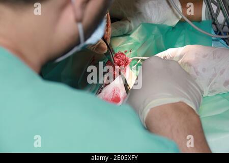 Un chirurgien vétérinaire enlève une tumeur de sous la queue D'un chiot de retraite du Labrador Banque D'Images