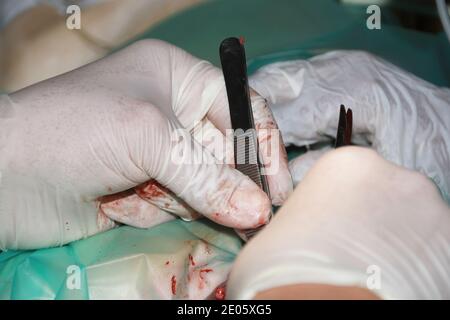 Un chirurgien vétérinaire enlève une tumeur de sous la queue D'un chiot de retraite du Labrador Banque D'Images