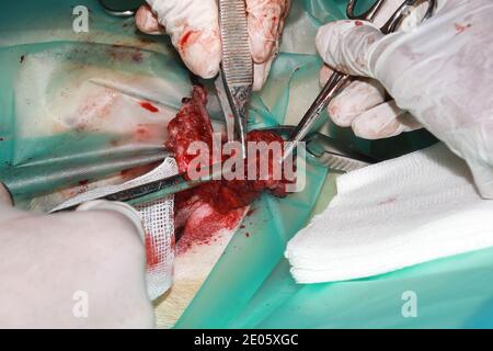 Un chirurgien vétérinaire enlève une tumeur de sous la queue D'un chiot de retraite du Labrador Banque D'Images