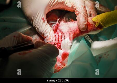 Un chirurgien vétérinaire enlève une tumeur de sous la queue D'un chiot de retraite du Labrador Banque D'Images