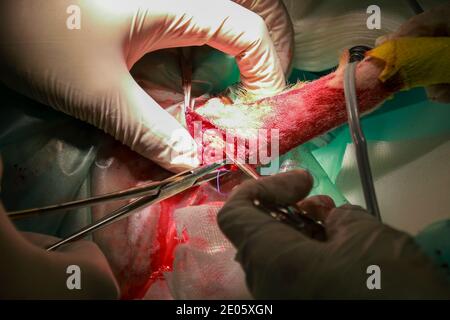 Un chirurgien vétérinaire enlève une tumeur de sous la queue D'un chiot de retraite du Labrador Banque D'Images