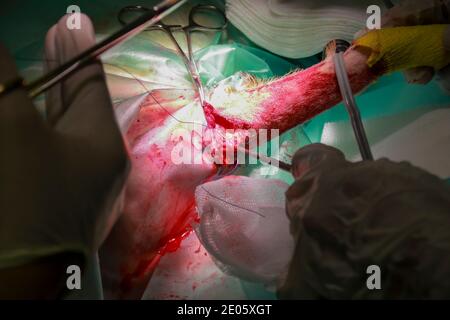 Un chirurgien vétérinaire enlève une tumeur de sous la queue D'un chiot de retraite du Labrador Banque D'Images