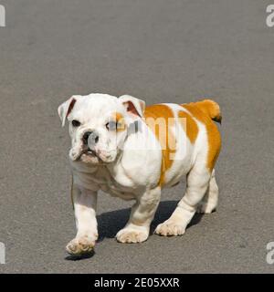 Petit chien de taureau anglais qui marche vers l'appareil photo Banque D'Images