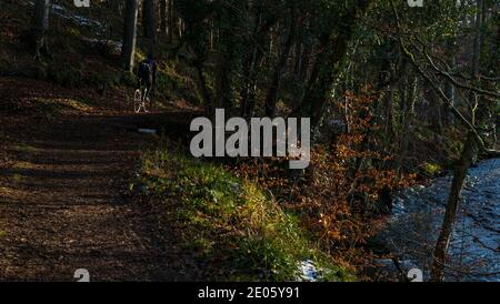 East Lothian, Écosse, Royaume-Uni, 30 décembre 2020. Météo au Royaume-Uni : neige et soleil tandis qu'un homme parcourt un sentier de bord de rivière boisé Banque D'Images