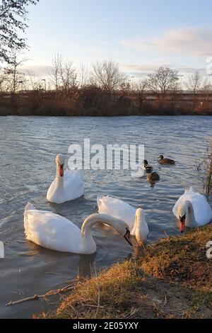 De beaux jeunes cygnes nageant sur le Danube par une journée froide en hiver, en partie ensoleillée mais glaciale, près de Vienne, en Autriche. Banque D'Images