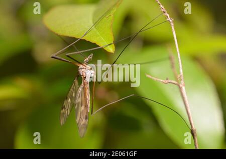 Mouche de grue (Tipulidae) assise sur une tige de plante, arrière-plan flou Banque D'Images