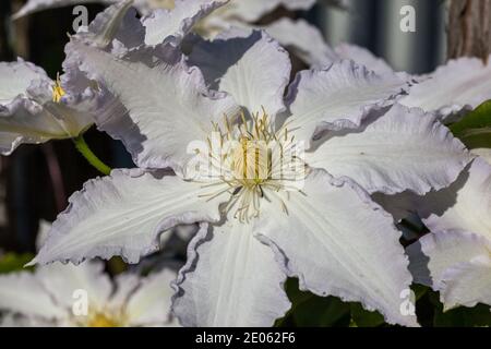 'Gladys Picard' Début à grande fleur, groupe, Klematis (Clematis) Banque D'Images