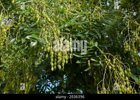 Branche de Styphnolobium japonicum aux fruits frais Banque D'Images