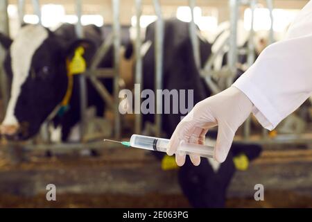 Gros plan de la main du vétérinaire avec la seringue sur fond flou de ferme de la grange avec des vaches Banque D'Images