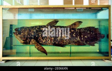 Coelacanth africain, Gombessa ou océan Indien occidental Coelacanth, Latimeria chalumnae. Cet exemple préservé a été capturé en 1995 près d'Anakao, dans le sud-ouest de Madagascar, et est exposé au Musée de la Mer, ou au Musée de la Mer, Toliara ou Tulear Madagascar Banque D'Images