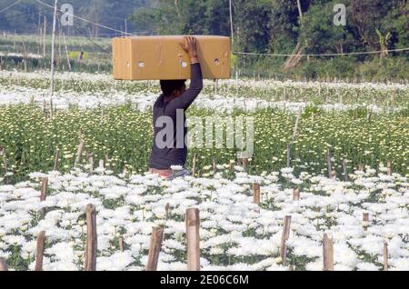 Après avoir cueillir des fleurs dans un champ de fleurs de chrysanthème dans la campagne Midnapore, les boîtes sont saisies et envoyées dans divers États de l'inde. Banque D'Images