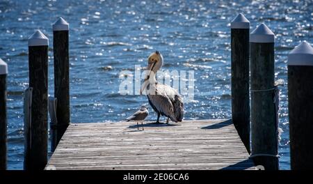 Pélican brun et mouette assise à la fin du Quai dans le nord de la Floride Banque D'Images