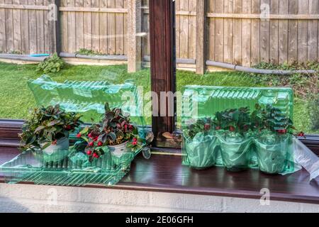 Gaultheria procumbens plantes livrées par la poste et attendant d'être plantés dans le jardin. Banque D'Images