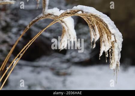 Miscanthus sinensis 'Rotsilber' Banque D'Images