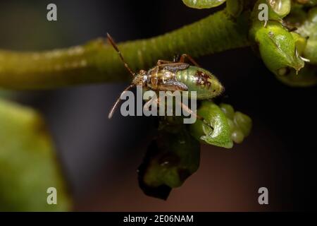 Green True Bugs nymph du sous-ordre Heteroptera Banque D'Images