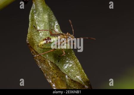 Green True Bugs nymph du sous-ordre Heteroptera Banque D'Images