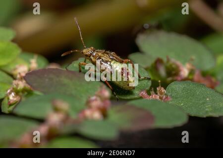 Green True Bugs nymph du sous-ordre Heteroptera Banque D'Images