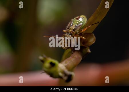 Green True Bugs nymph du sous-ordre Heteroptera Banque D'Images