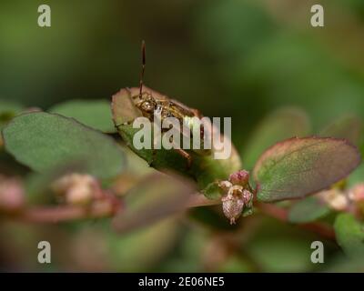 Green True Bugs nymph du sous-ordre Heteroptera Banque D'Images