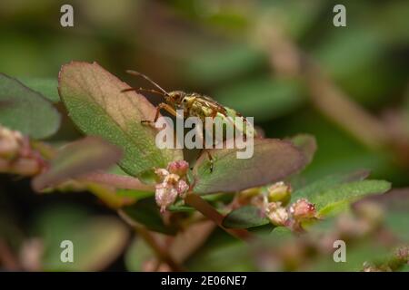 Green True Bugs nymph du sous-ordre Heteroptera Banque D'Images