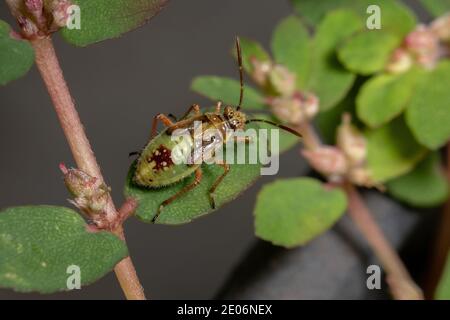 Green True Bugs nymph du sous-ordre Heteroptera Banque D'Images