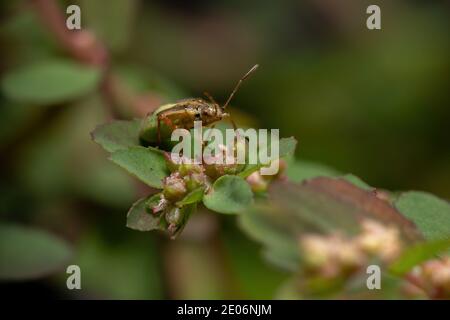 Green True Bugs nymph du sous-ordre Heteroptera Banque D'Images