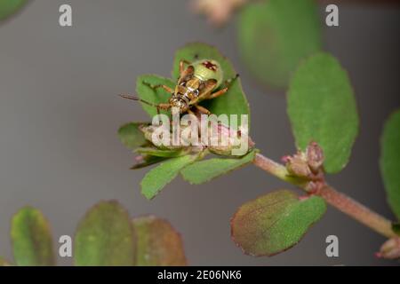 Green True Bugs nymph du sous-ordre Heteroptera Banque D'Images