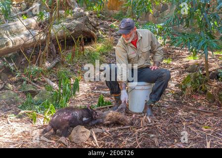 TROWUNNA, AUSTRALIE, 26 FÉVRIER 2020 : un gardien d'animaux nourrit un diable tasmanie au sanctuaire de Trowunna en Tasmanie, en Australie Banque D'Images