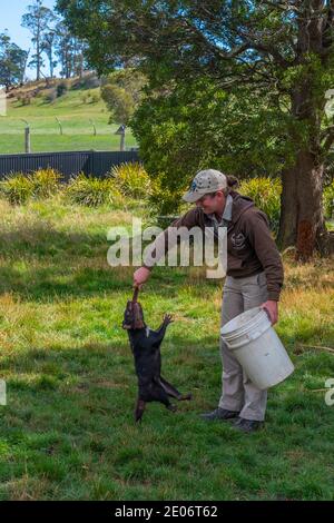 TROWUNNA, AUSTRALIE, 26 FÉVRIER 2020 : un gardien d'animaux nourrit un diable tasmanie au sanctuaire de Trowunna en Tasmanie, en Australie Banque D'Images