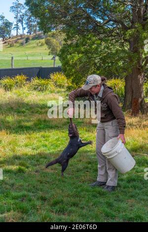 TROWUNNA, AUSTRALIE, 26 FÉVRIER 2020 : un gardien d'animaux nourrit un diable tasmanie au sanctuaire de Trowunna en Tasmanie, en Australie Banque D'Images