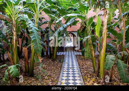 Taroudant, Maroc. 26 février 2020. Bananiers dans les jardins de l'hôtel Salam Palace et allée en céramique le 26 février 2020 au Maroc. Banque D'Images