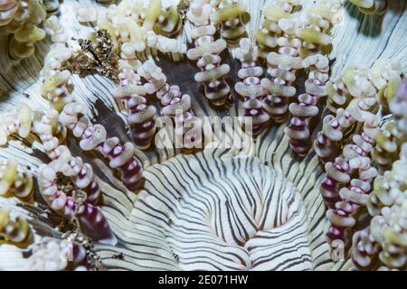Anemone [Antheopsis sp.]. Détroit de Lembeh, Nord de Sulawesi, Indonésie. Banque D'Images