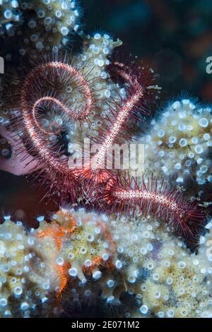 Étoile cassante à épine rouge foncé [Ophiothrix purpurea] sur une éponge avec des Zoathidés. Détroit de Lembeh, Nord de Sulawesi, Indonésie. Banque D'Images