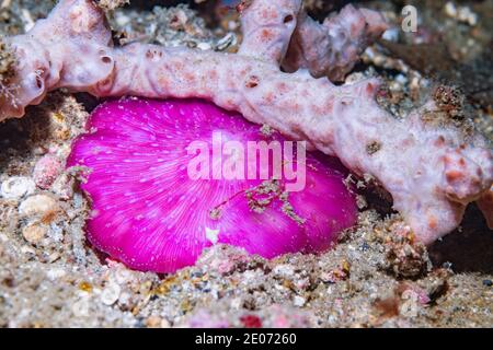 Corail aux champignons [Fungia sp.] Détroit de Lembeh, Nord de Sulawesi, Indonésie. Banque D'Images