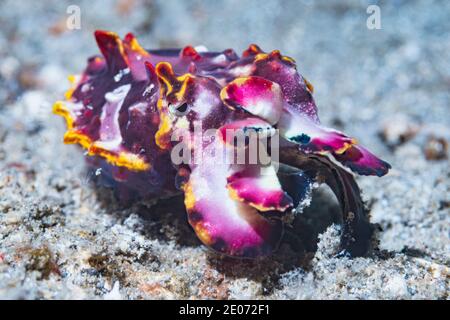 La seiche flamboyante de Pfeffer [Metasepia pfefferi] juvénile. Détroit de Lembeh, Nord de Sulawesi, Indonésie. Banque D'Images