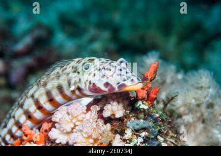 Sandperdh laticé, Grubfish à tête plate ou False-eye [Paraperci clathrata], mâle. Puerto Valera, Philippines. Banque D'Images