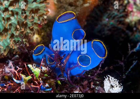 Blue sea squirt [Clavellina caerulea]. Puerto Galera, Philippines. Banque D'Images
