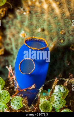 Blue sea squirt [Clavellina caerulea]. Puerto Galera, Philippines. Banque D'Images